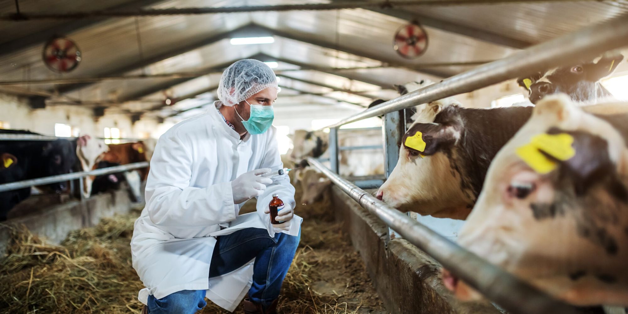USDA Confirms New Bird Flu Strain in Dairy Cattle
